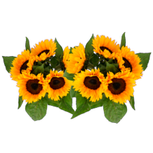 Zonnebloem